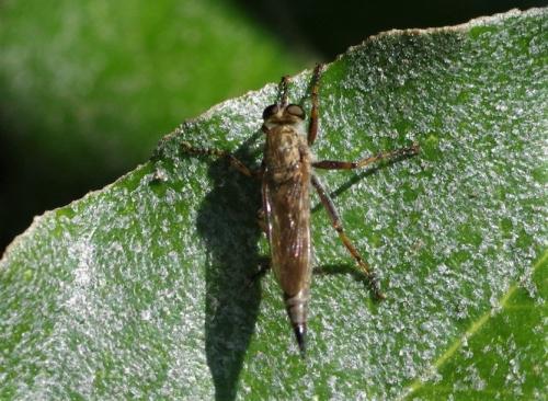 Tolmerus atricapillus